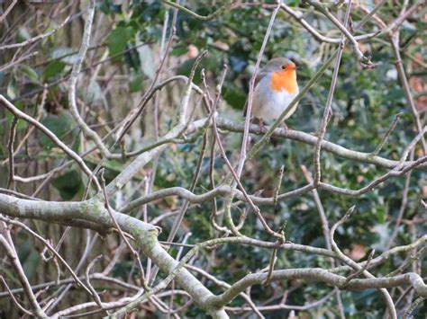 Robin In The Woods brabet
